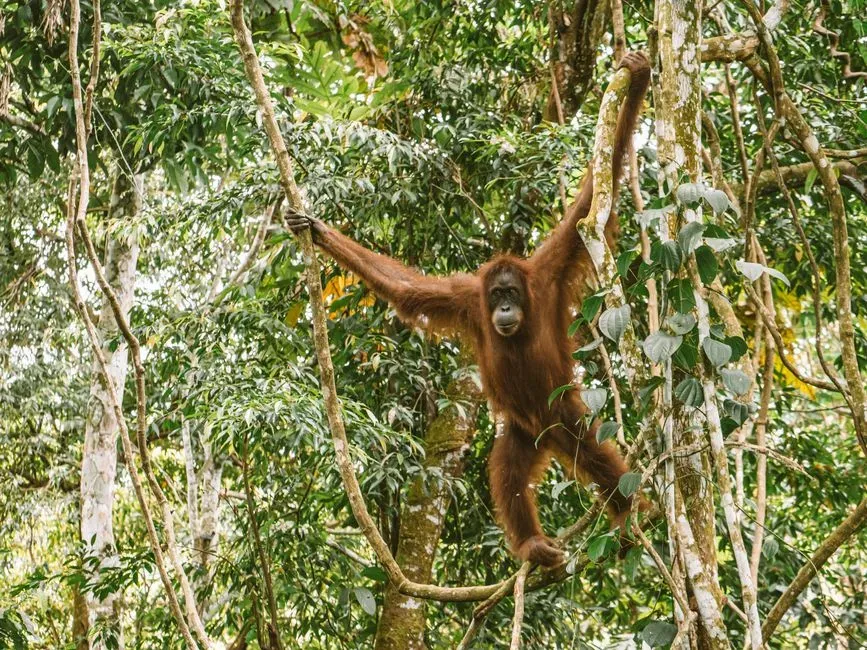 5. Brunei - Rainforest Protection in the Heart of Borneo (Image Credits: Pexels)