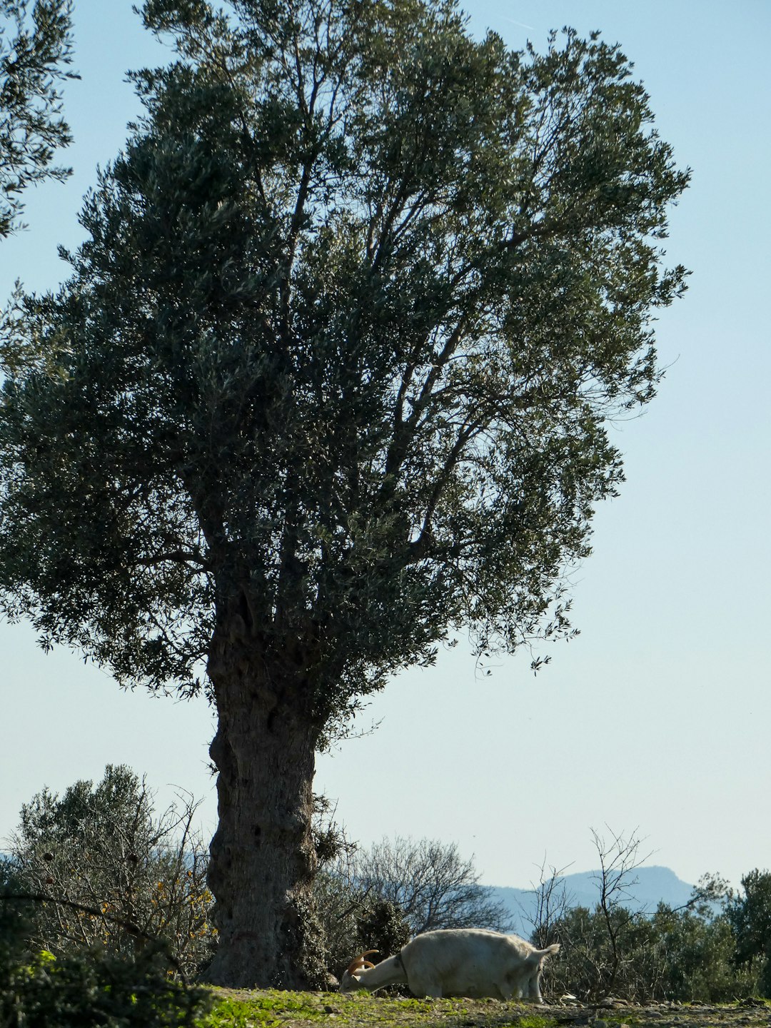 The Brazilian Giant - Patriarca da Floresta (image credits: unsplash)