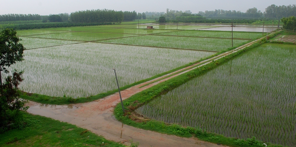 Monsoon Delays Disrupt Indian Agriculture (image credits: wikimedia)