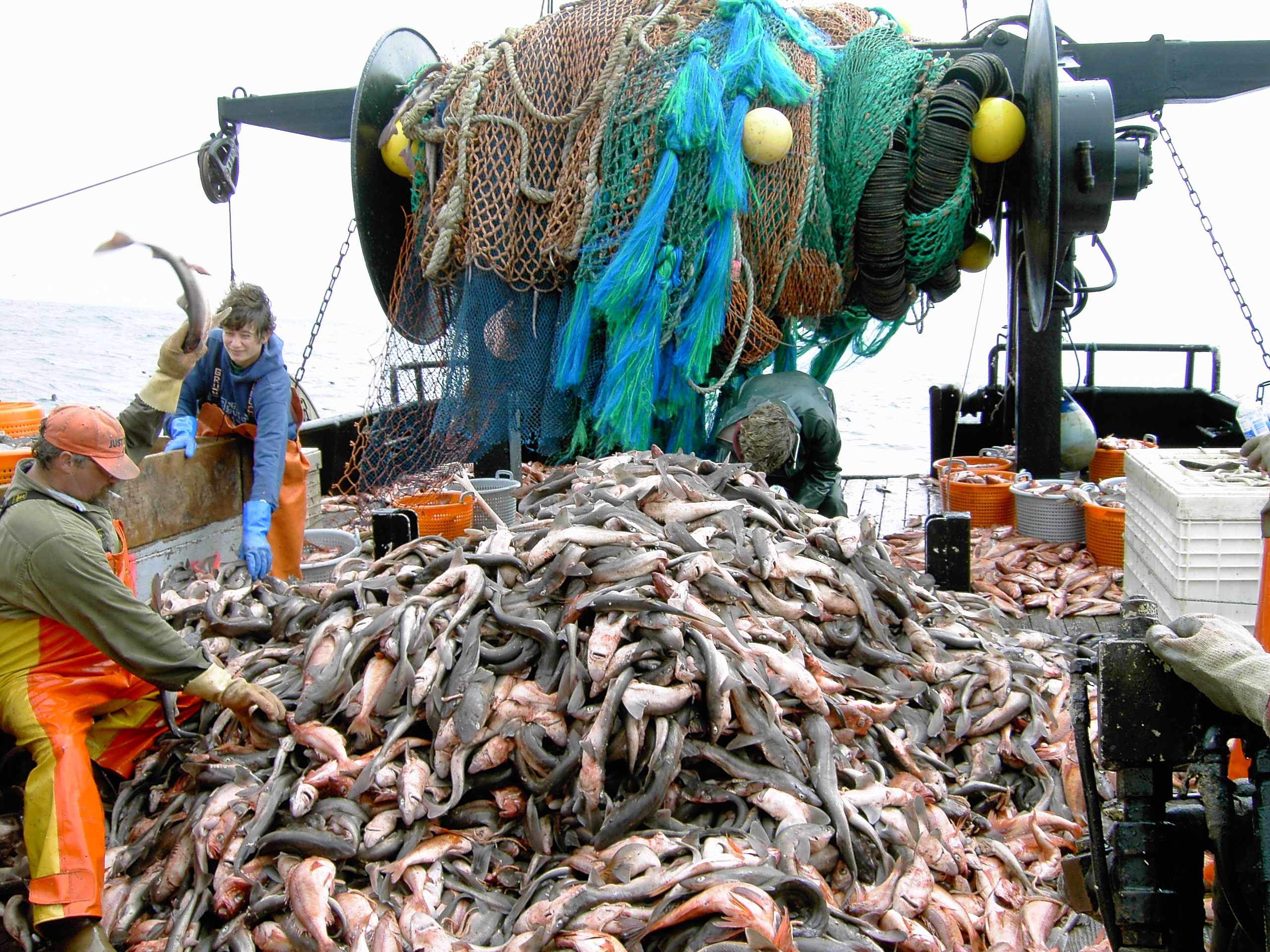 The Global Fish Stock Crisis Demands Immediate Action (image credits: wikimedia)