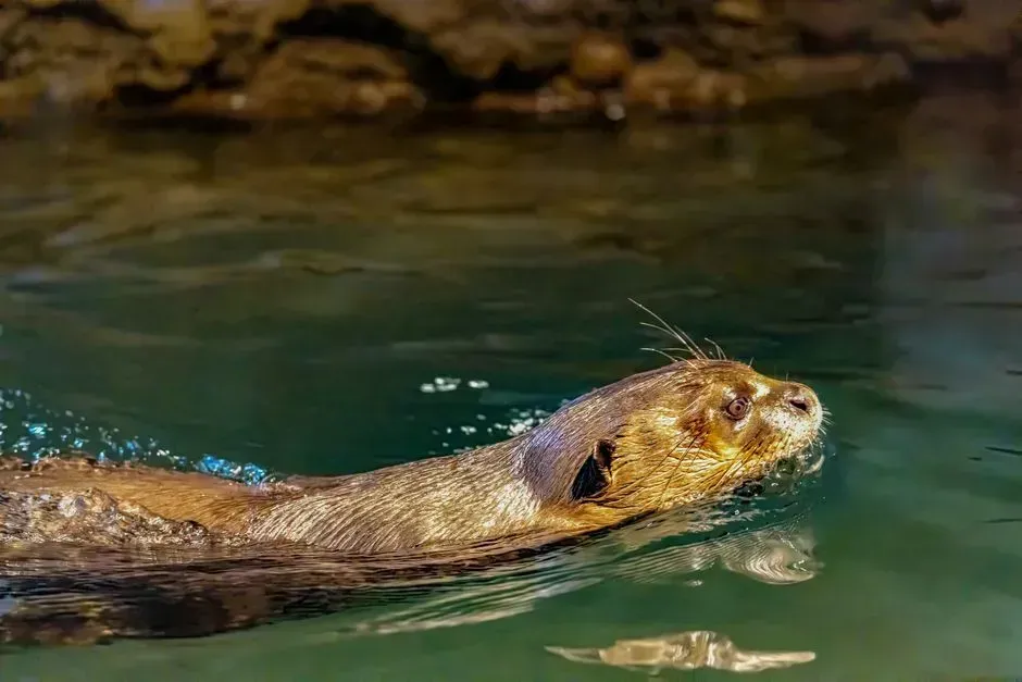 Devon, England: beavers as unpaid flood engineers (Image Credits: Pexels)