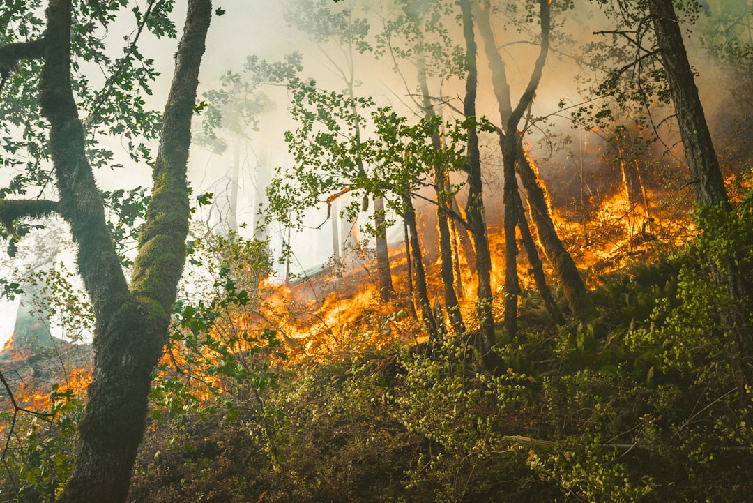 Vegetation Management - The Double-Edged Sword of Fuel Loads (image credits: unsplash)
