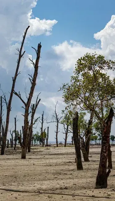 Myth 5: The effects of climate change are still distant, theoretical, or exaggerated (Image Credits: Pexels)