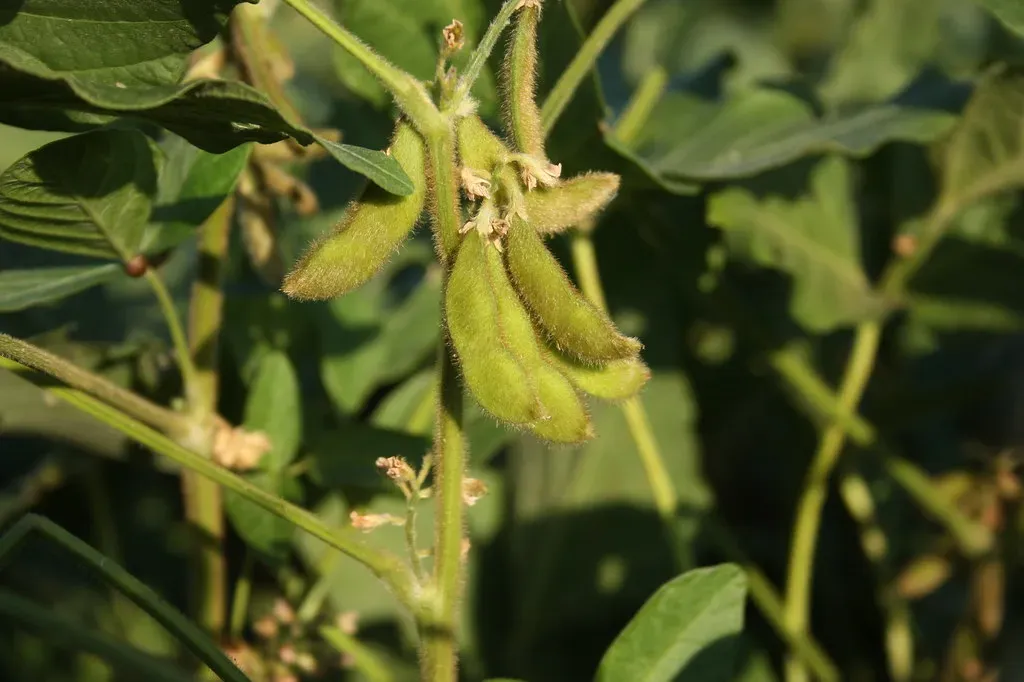 Soybeans following the corn north (Image Credits: Flickr)