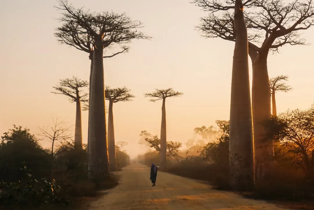 12. Madagascar's Dry Forests (Image Credits: Unsplash)