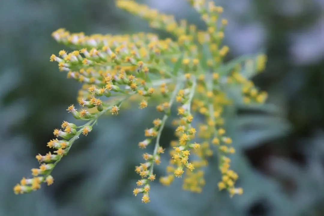 Northern cities are catching up fast on ragweed season (Image Credits: Unsplash)