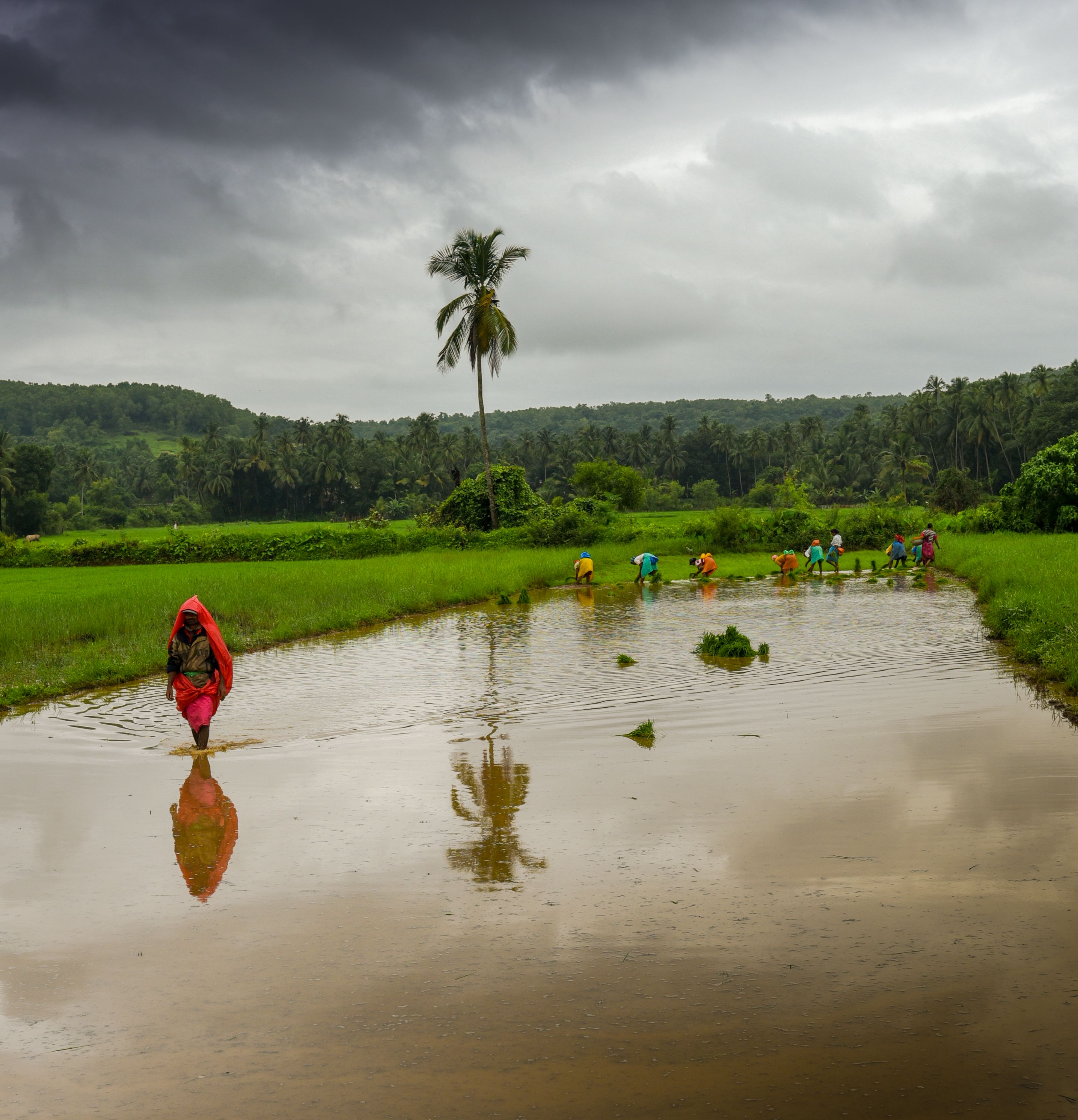 The Economics of Rain - India's True Finance Minister (image credits: wikimedia)