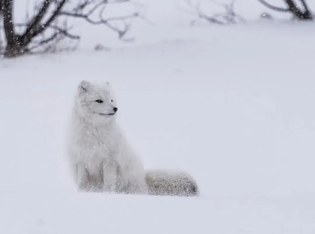 The Arctic Fox: Surviving at -70°C Without Hibernating (Image Credits: Unsplash)