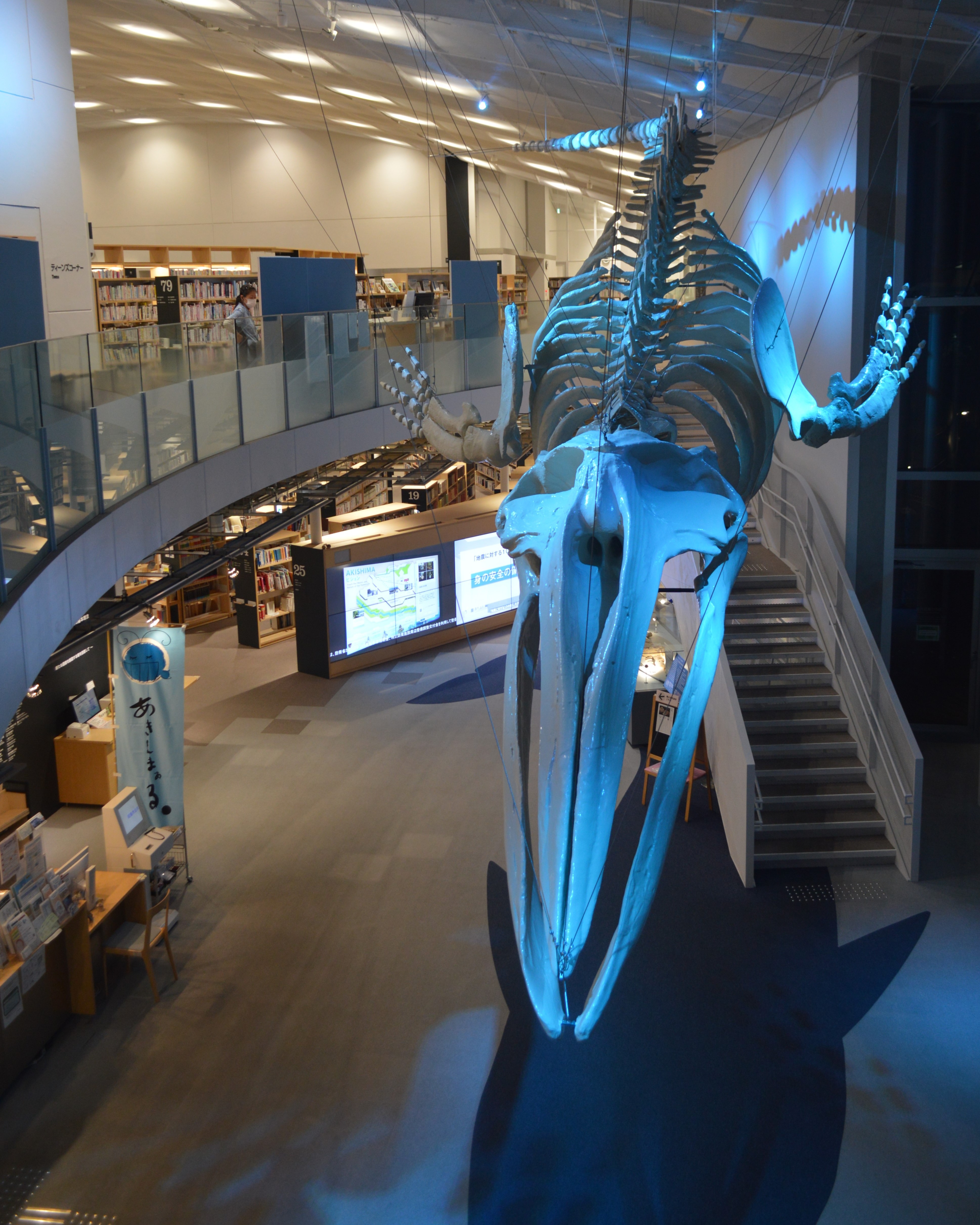 Why These Whales Vanished (image credits: wikimedia)