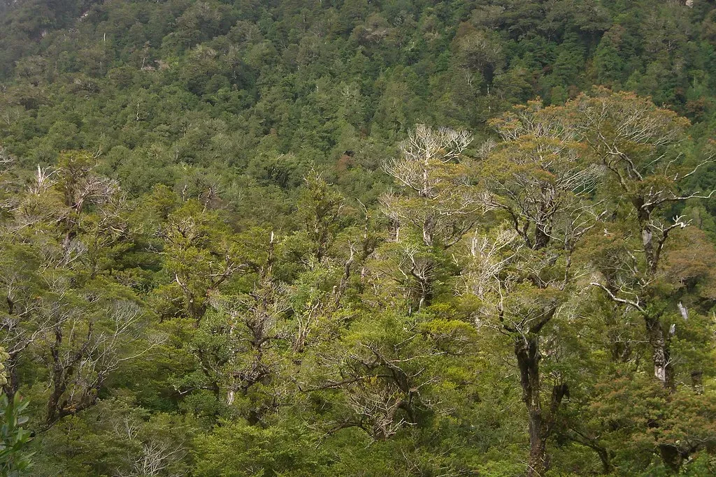 5. The Valdivian Temperate Rainforest (pellaea, Flickr, CC BY 2.0)