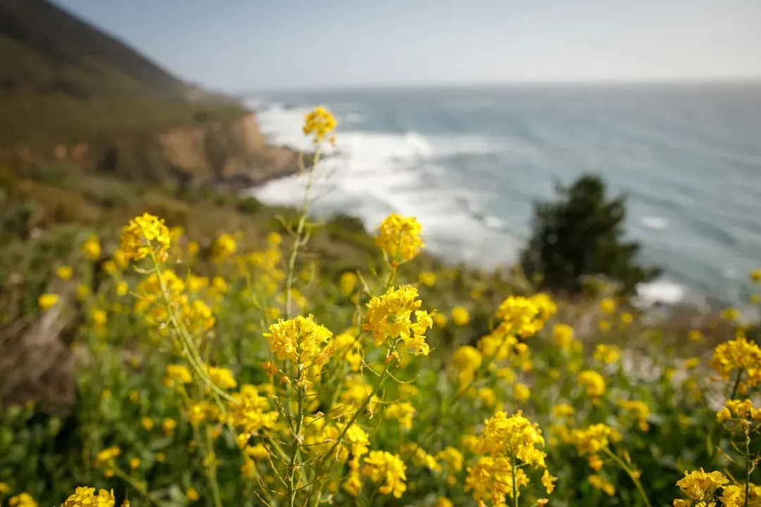 5. The Pacific Coast (California, Washington) (Image Credits: Unsplash)