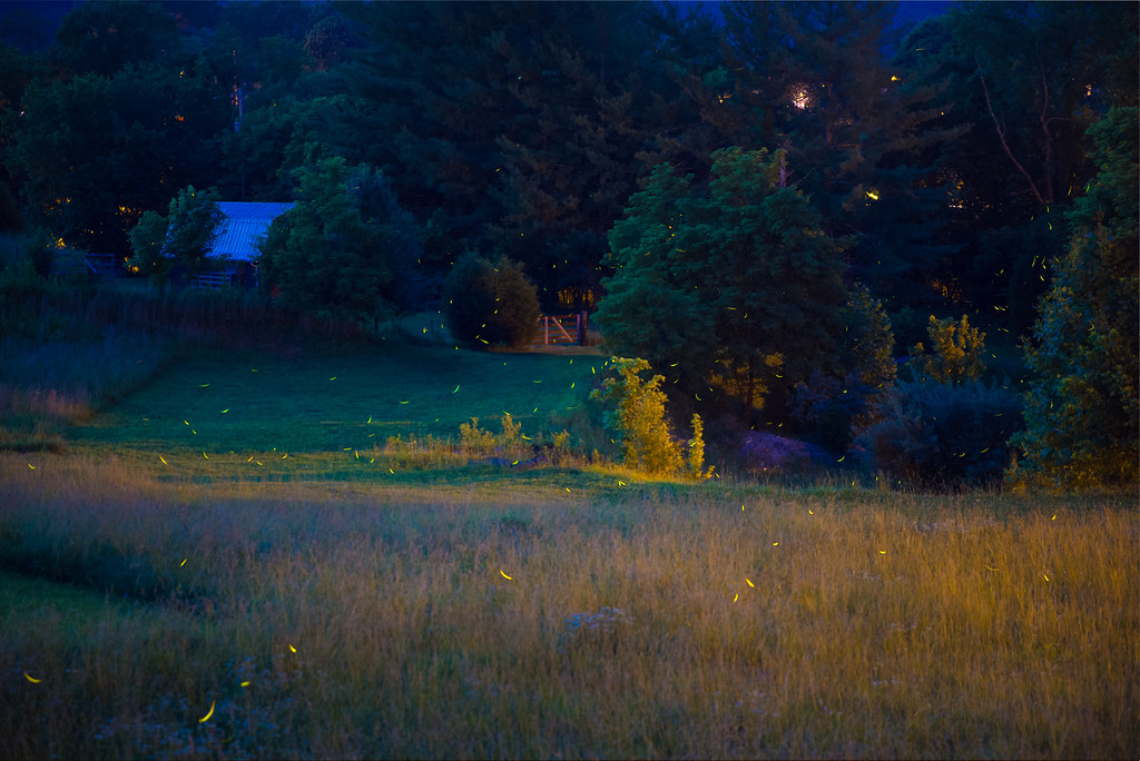 Urban Gardens Creating Perfect Habitat (image credits: flickr)