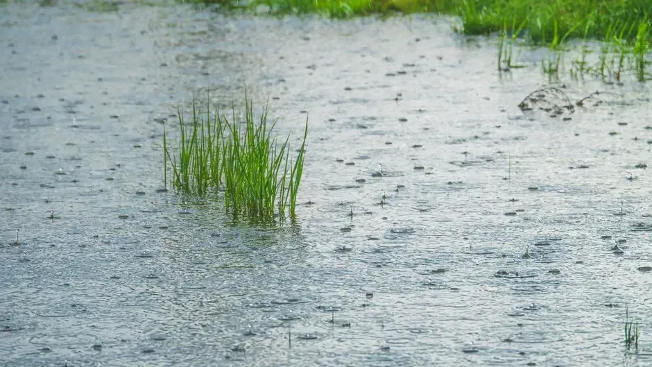 4. Ground already saturated from prior rainfall (Image Credits: Pexels)