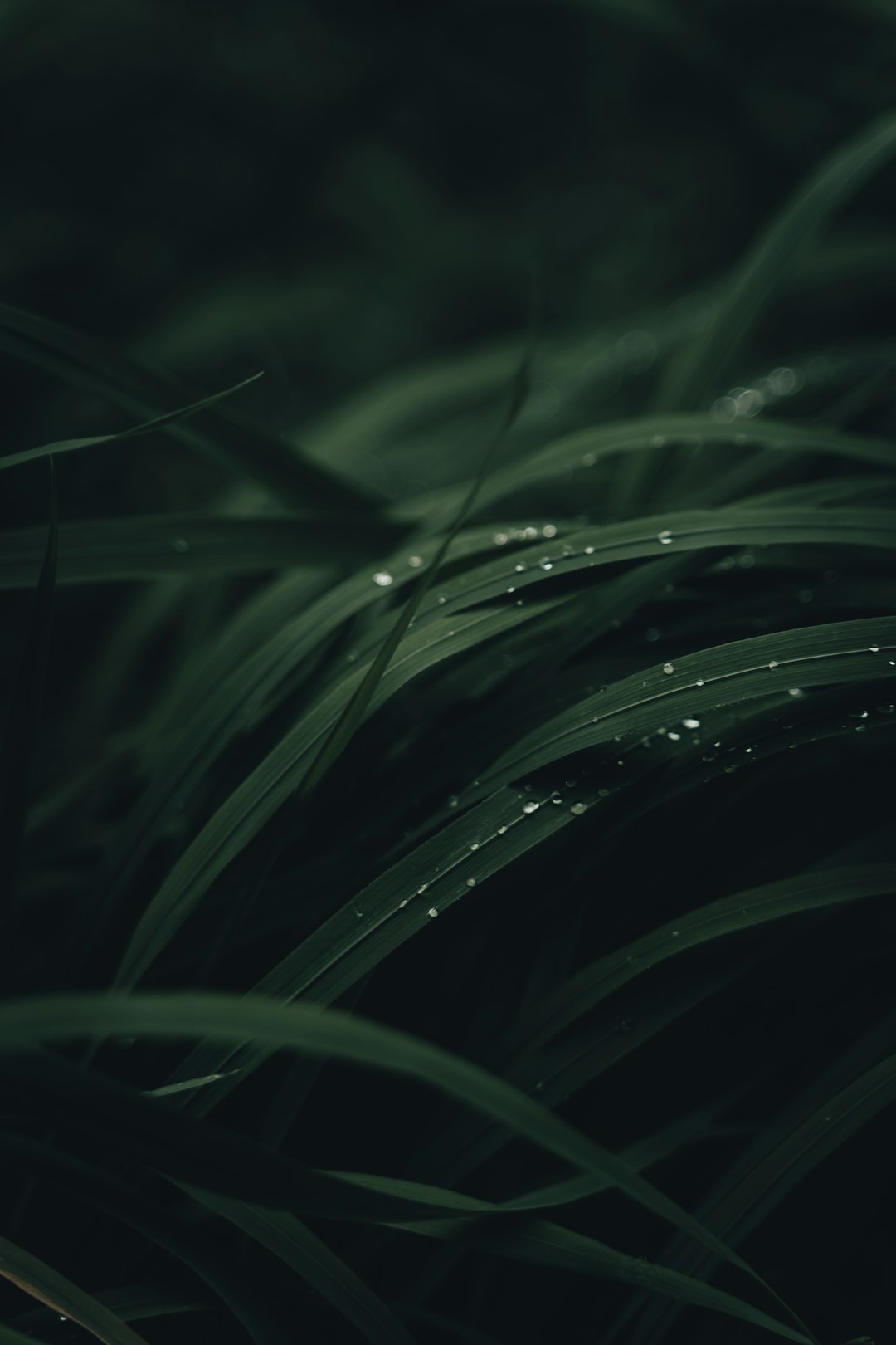 Watering at Night Because It Seems Logical (image credits: unsplash)