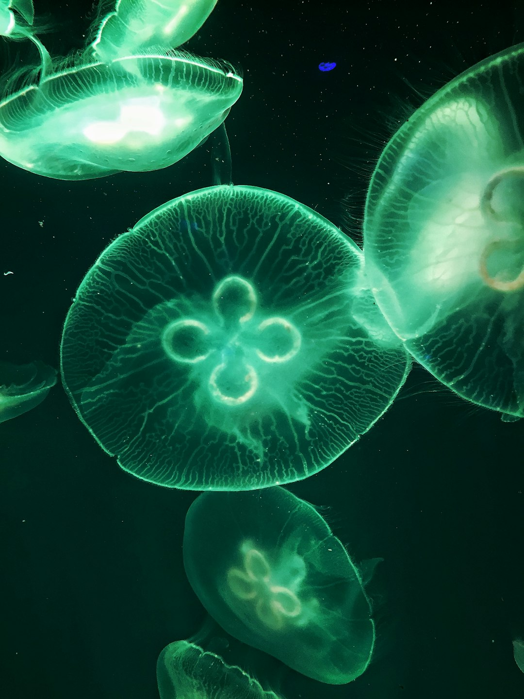 Ocean Fertilization and Marine Ecosystems (image credits: unsplash)