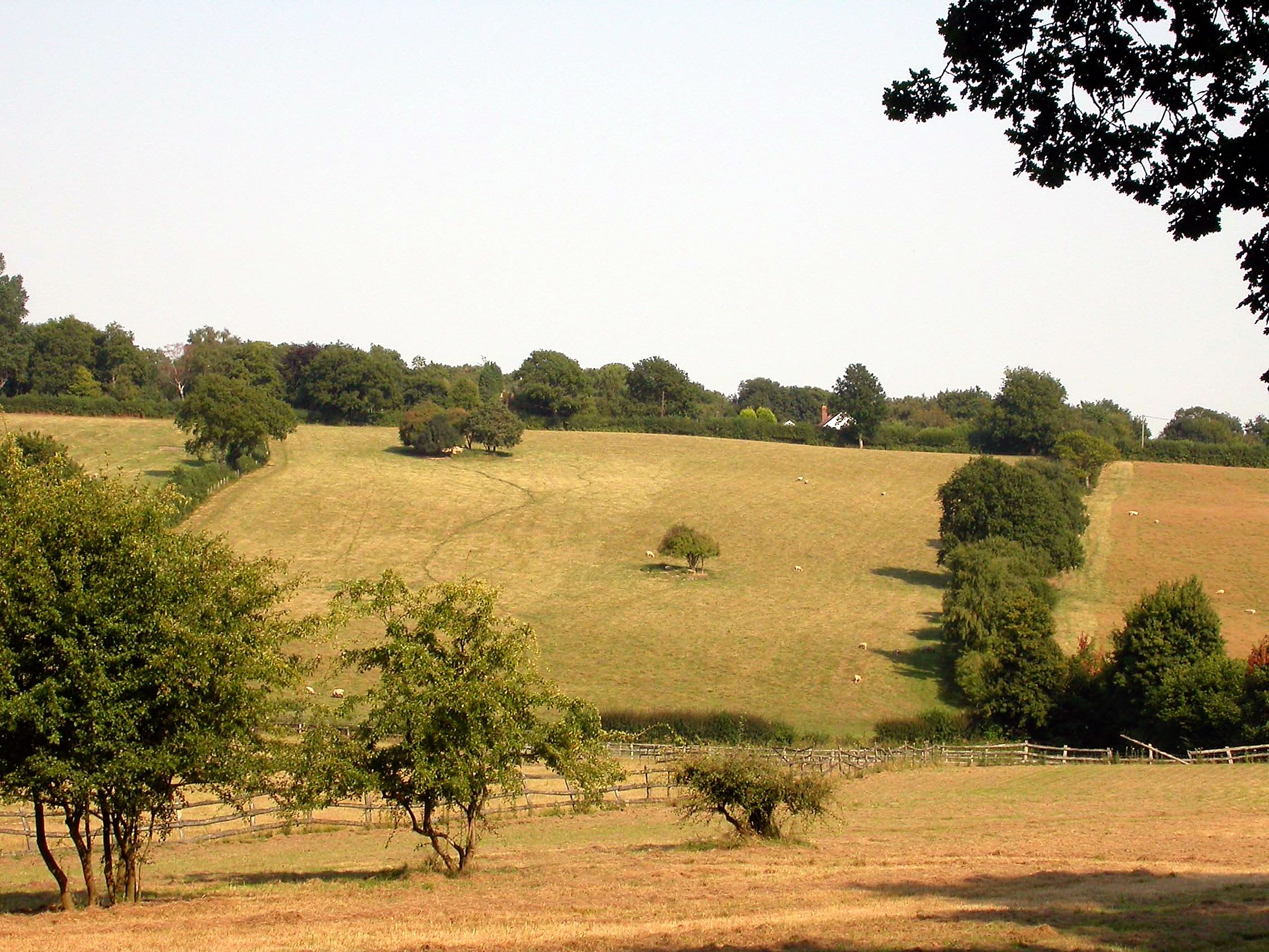 Multiple Heatwaves Strike in Single Years (image credits: wikimedia)
