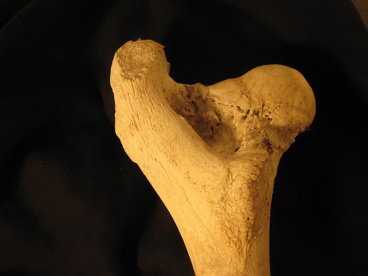 Femur Analysis Reveals Dual Lifestyle (image credits: pixabay)