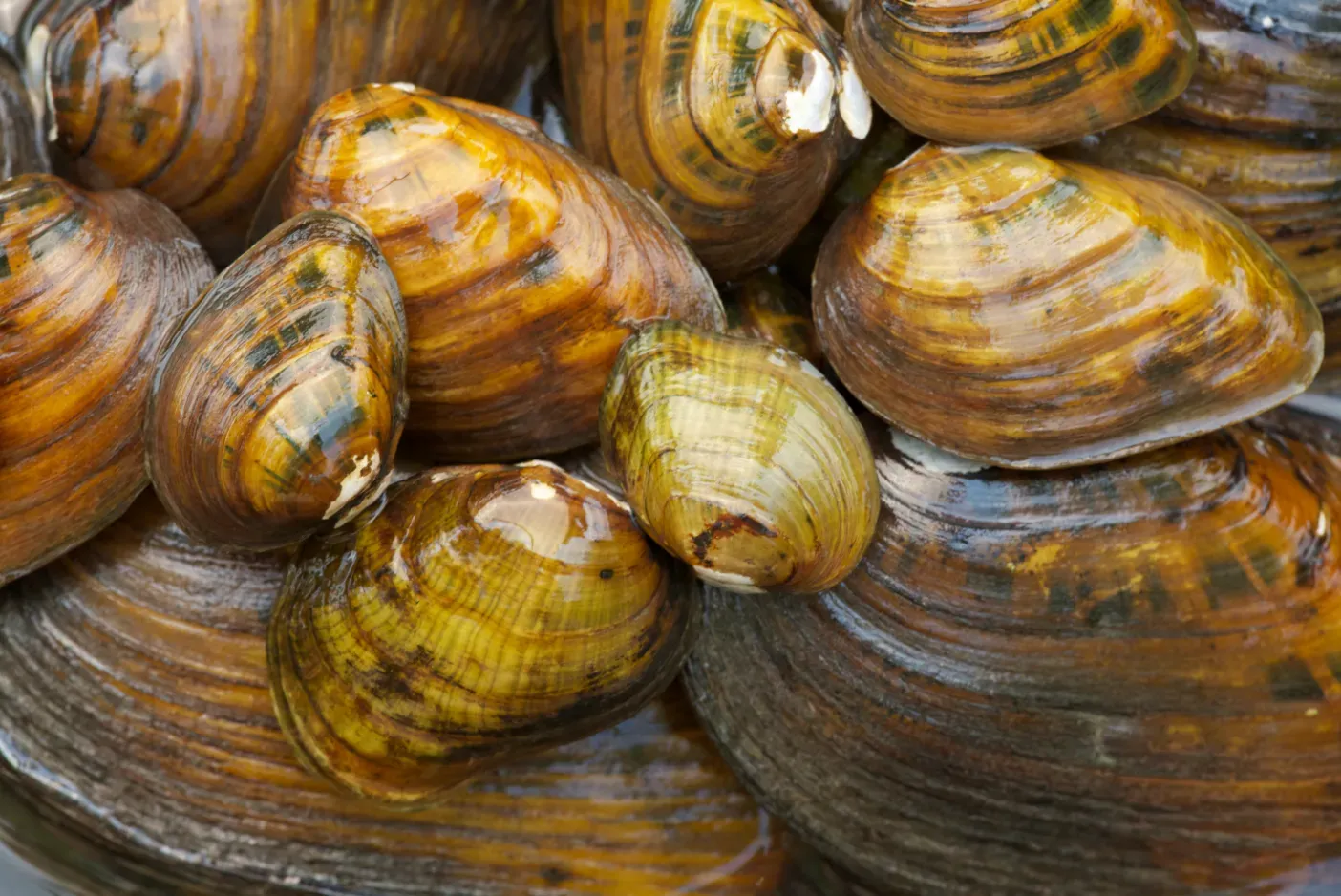 10,000 per square meter: the mussels that took over the lake floor (By USFWS, Public domain)