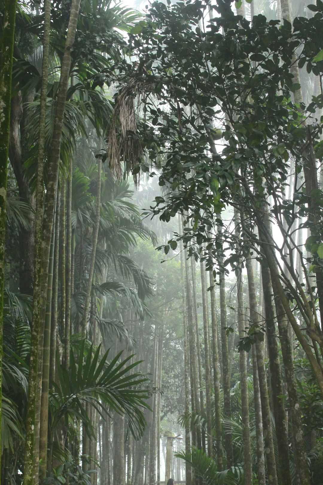 Why Protecting the Tongass Matters (image credits: unsplash)