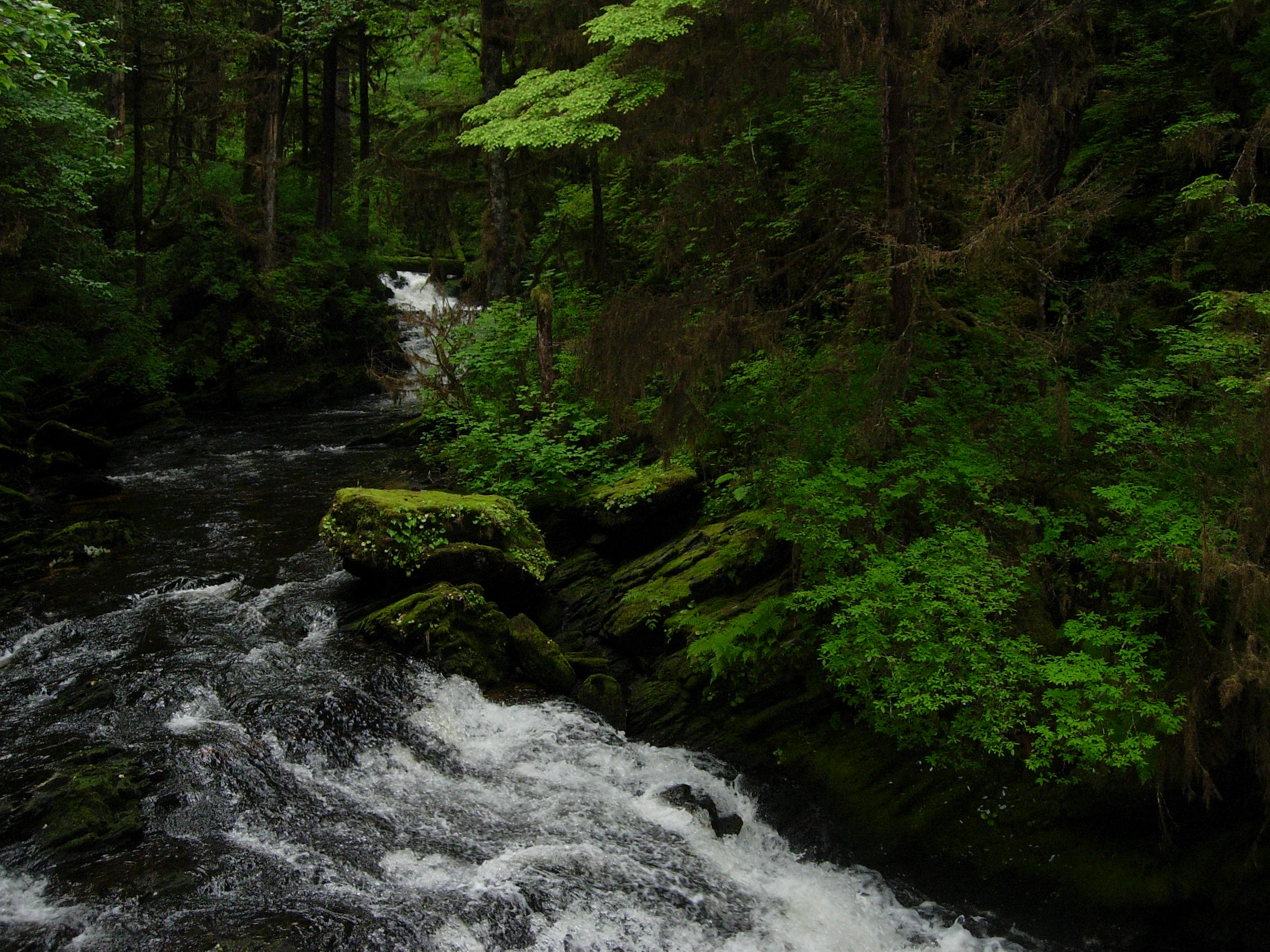 Trump Administration Targets the Roadless Rule (image credits: Tongass National Forest, CC BY-SA 2.0, https://commons.wikimedia.org/w/index.php?curid=3874877)