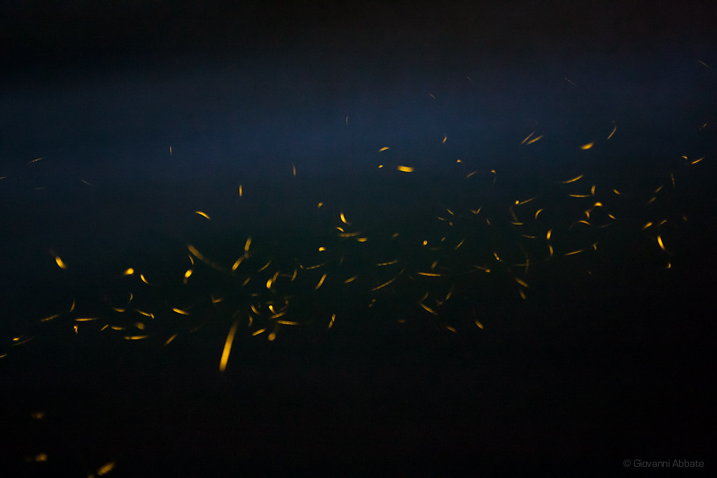 Summer Nights Getting Brighter Across American Cities (image credits: flickr)