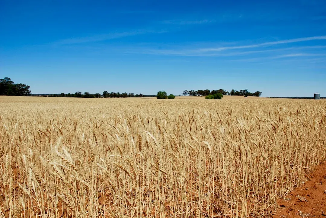 Winter wheat country under pressure (Image Credits: Unsplash)