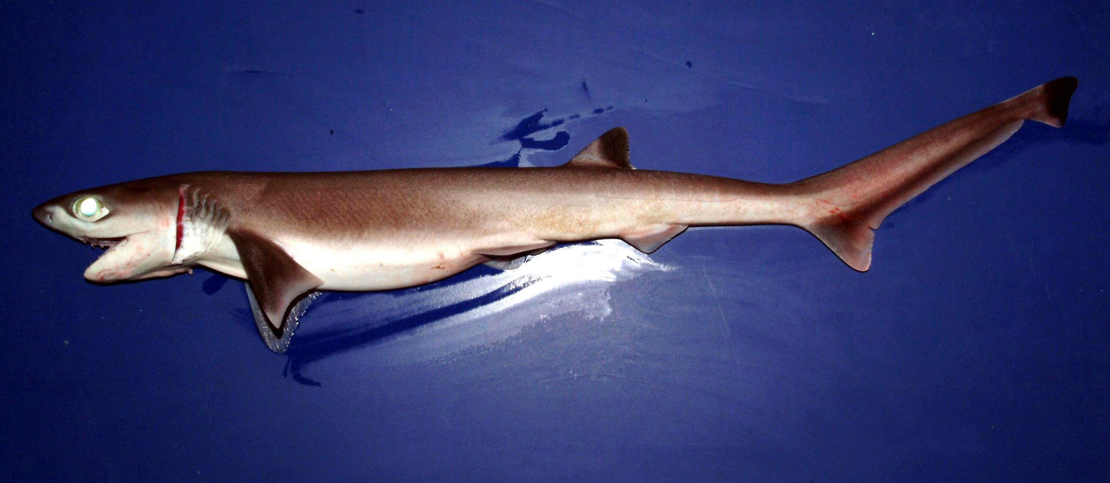Unexpected New Residents (image credits: wikimedia)