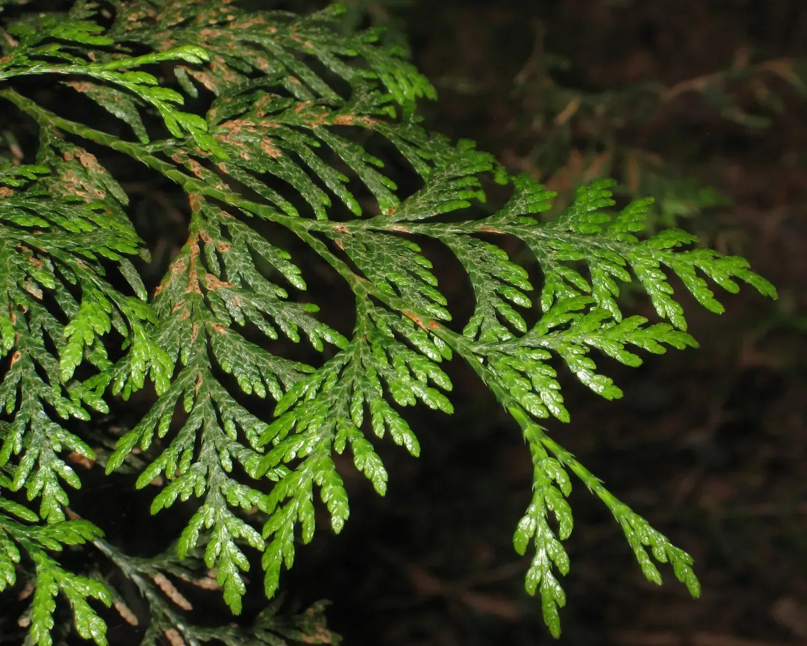 5. Western red cedar (Thuja plicata) (Image Credits: By Robert Flogaus-Faust, CC BY 4.0)