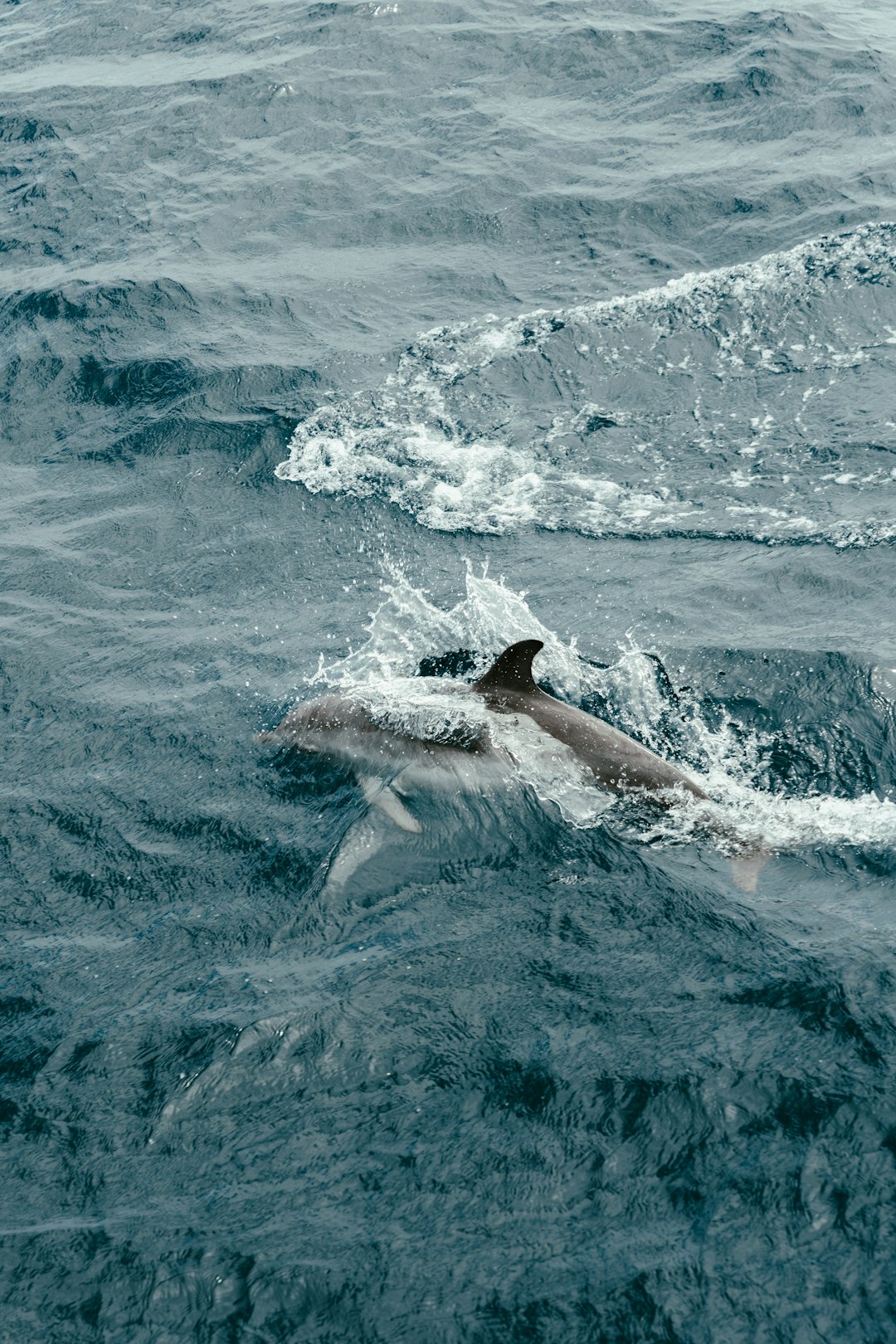 The Serial Killers of the Ocean (image credits: unsplash)
