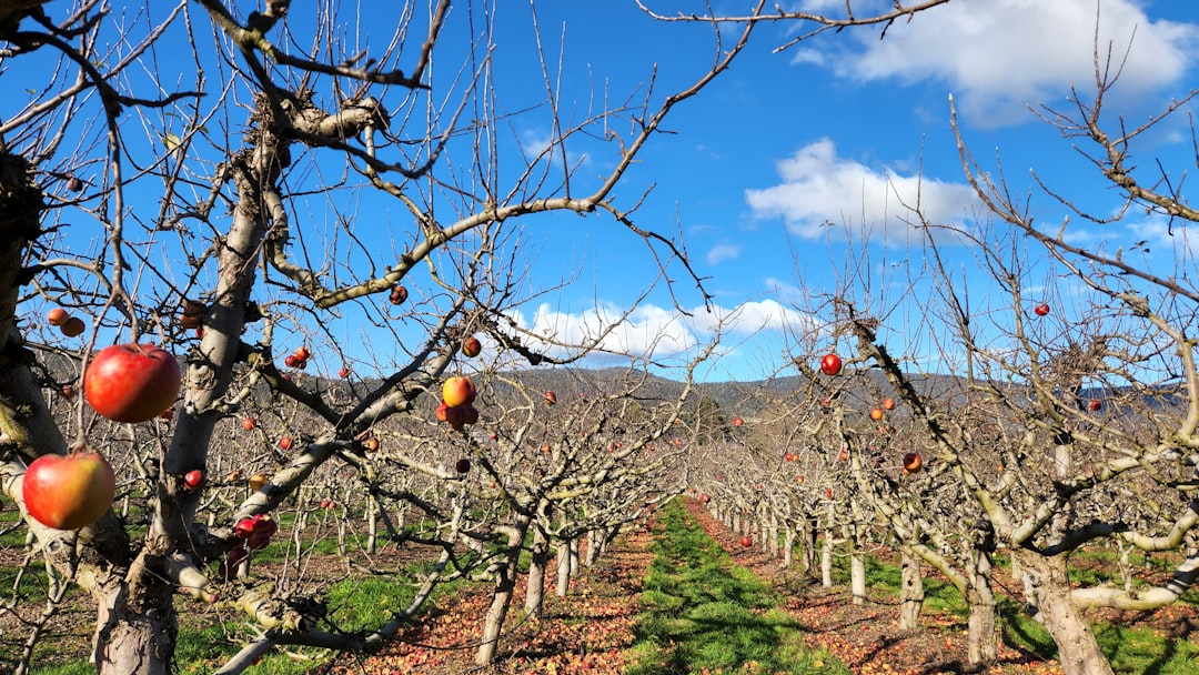 Apples May Disappear from Favorite Varieties (image credits: unsplash)
