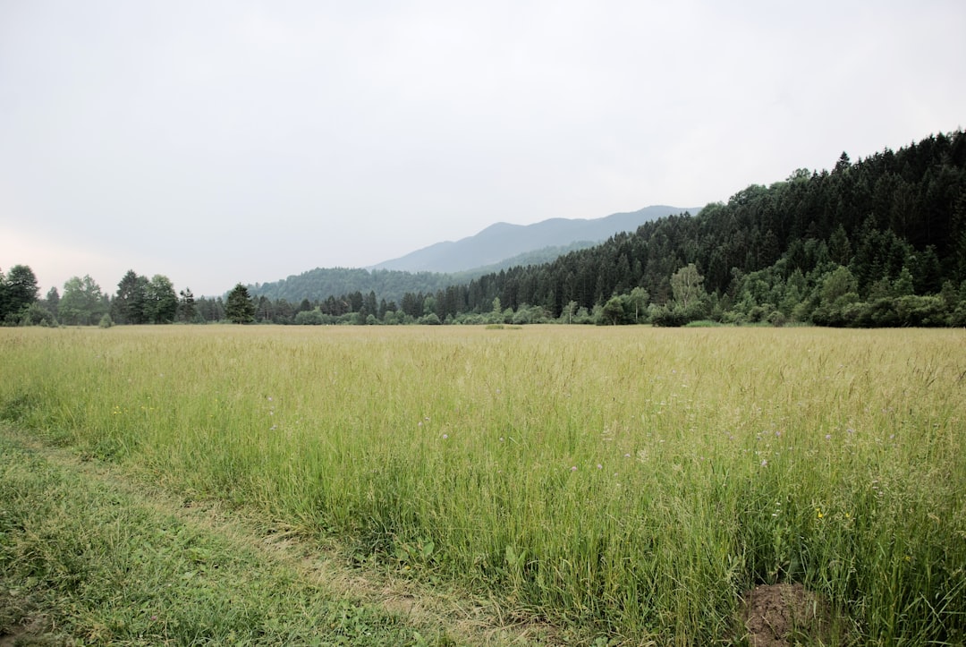 Agricultural Land Faces Salinization Crisis (image credits: unsplash)