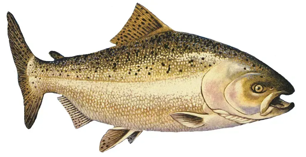 Salmon and Freshwater Fish Pushed to the Brink (NOAA Great Lakes Environmental Research Laboratory, Flickr, CC BY-SA 2.0)