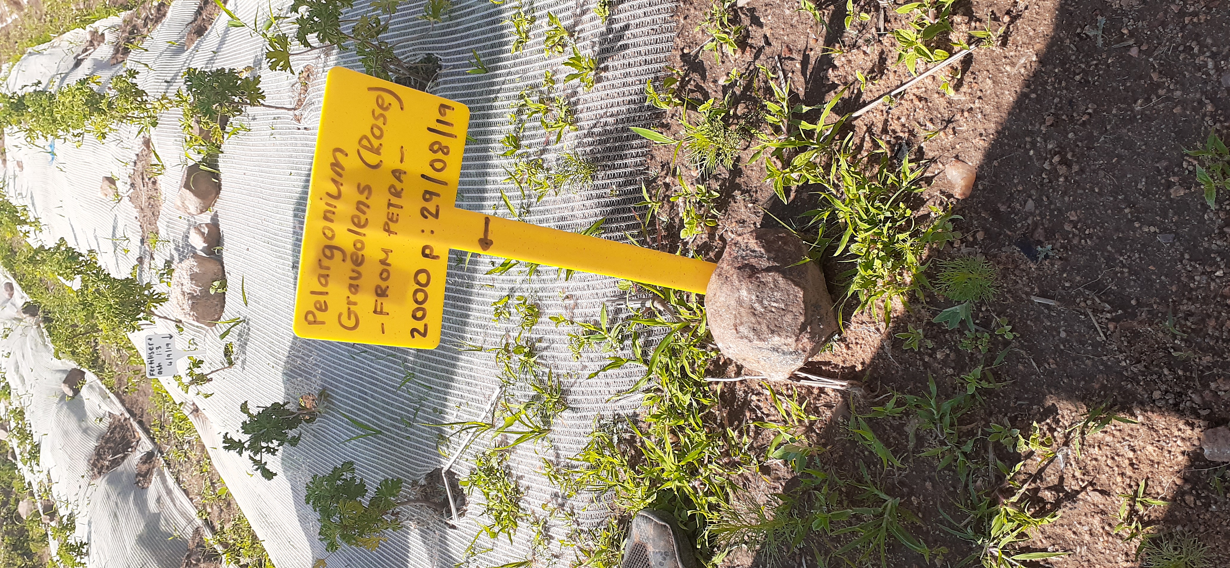 Pest Pressure Overwhelms Organic Solutions (image credits: wikimedia)