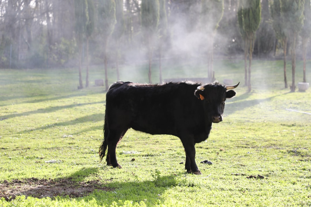 Beef: The Carbon King You're Probably Underestimating (image credits: unsplash)