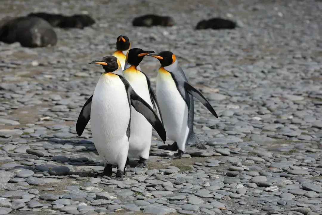 The Emperor Penguin: Master of the Antarctic Storm (Image Credits: Unsplash)