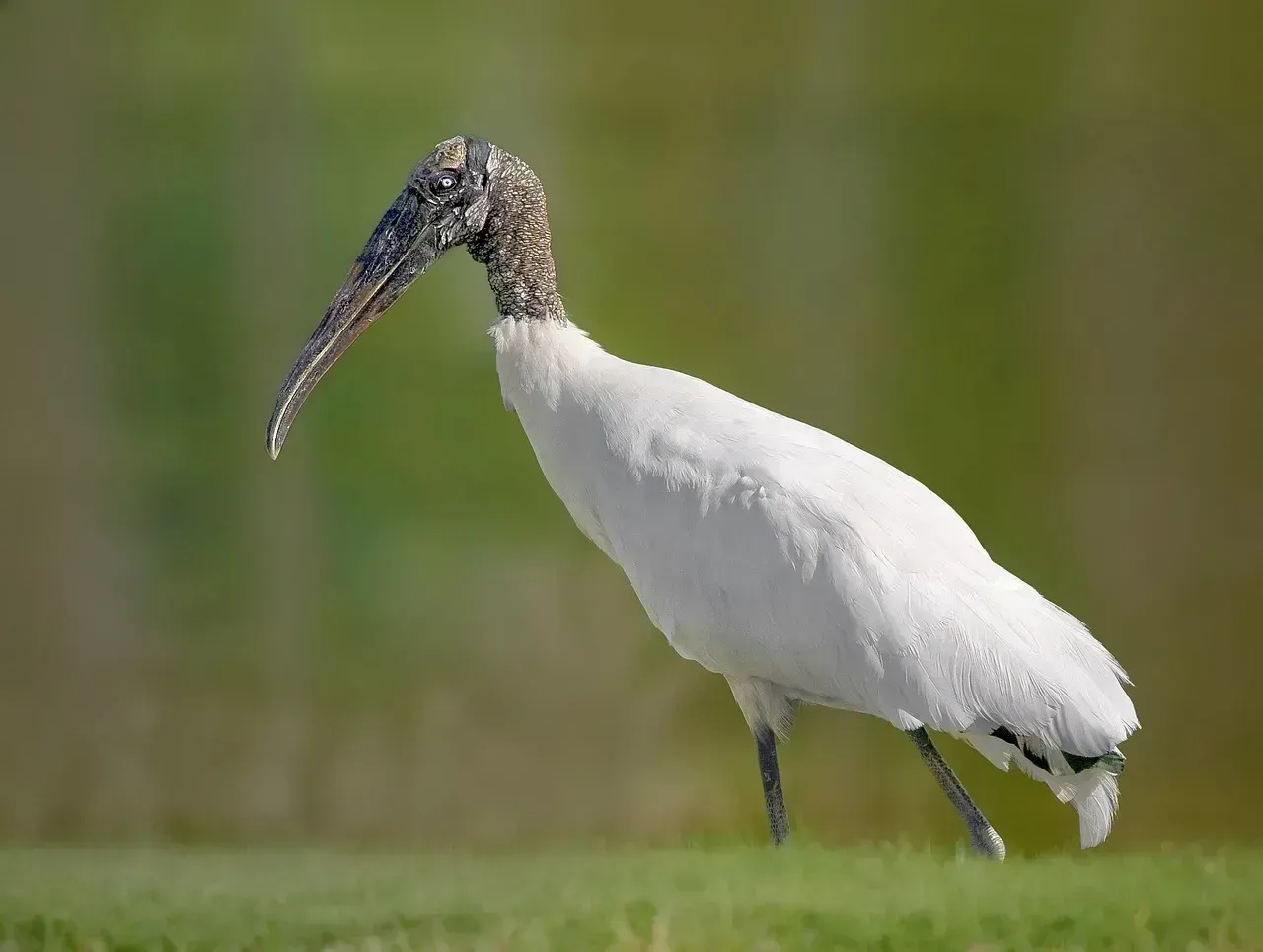2. Wood stork (Image Credits: Pixabay)
