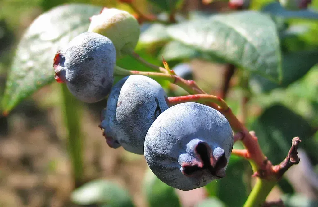5. Northern highbush blueberries (By Darkone (talk · contribs), CC BY-SA 2.5)