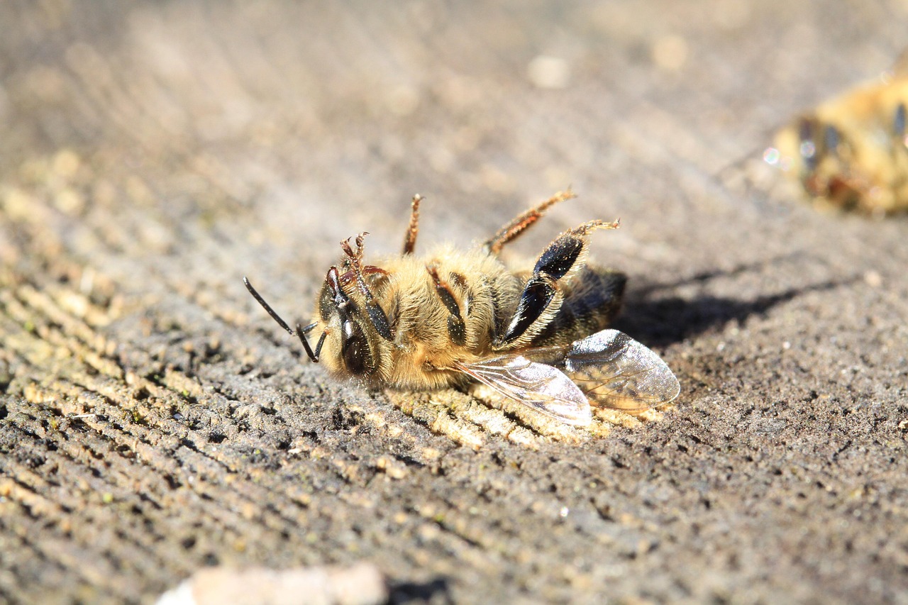 The Pesticide Problem: A Chemical Assault on Nature's Workers (image credits: Gallery Image)