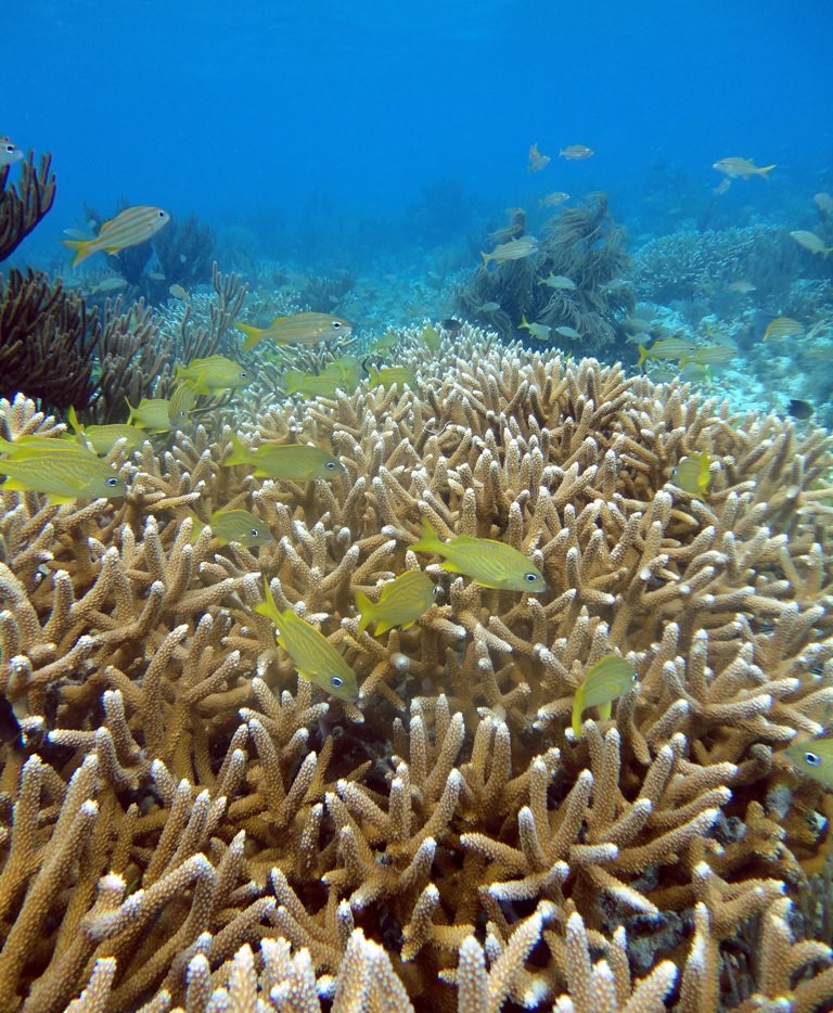 The Urgent Need for Conservation Investment (image credits: flickr)