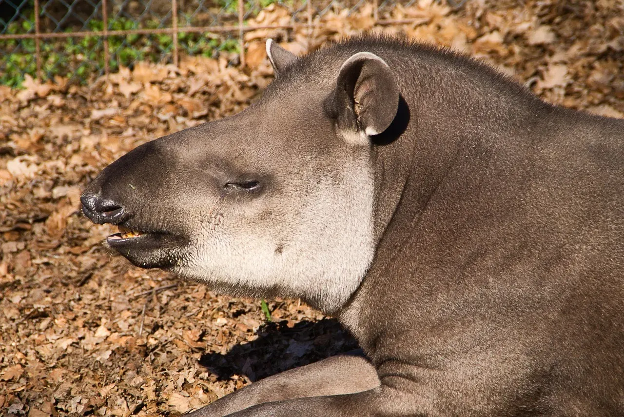 4. South American tapir (Tapirus terrestris) (Image Credits: Pixabay)