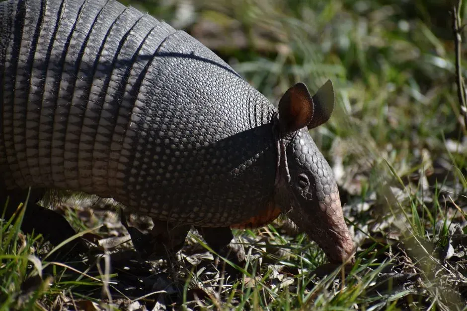 6. Giant Armadillo: A Ghost in Its Own Forest (Image Credits: Pexels)
