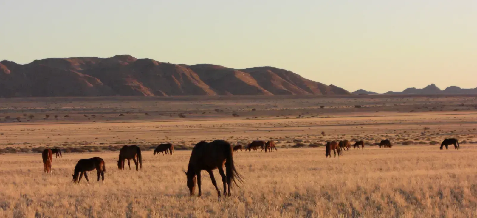 NamibRand Nature Reserve, Namibia (originally posted to Flickr as Namib desert feral horses, CC BY-SA 2.0)