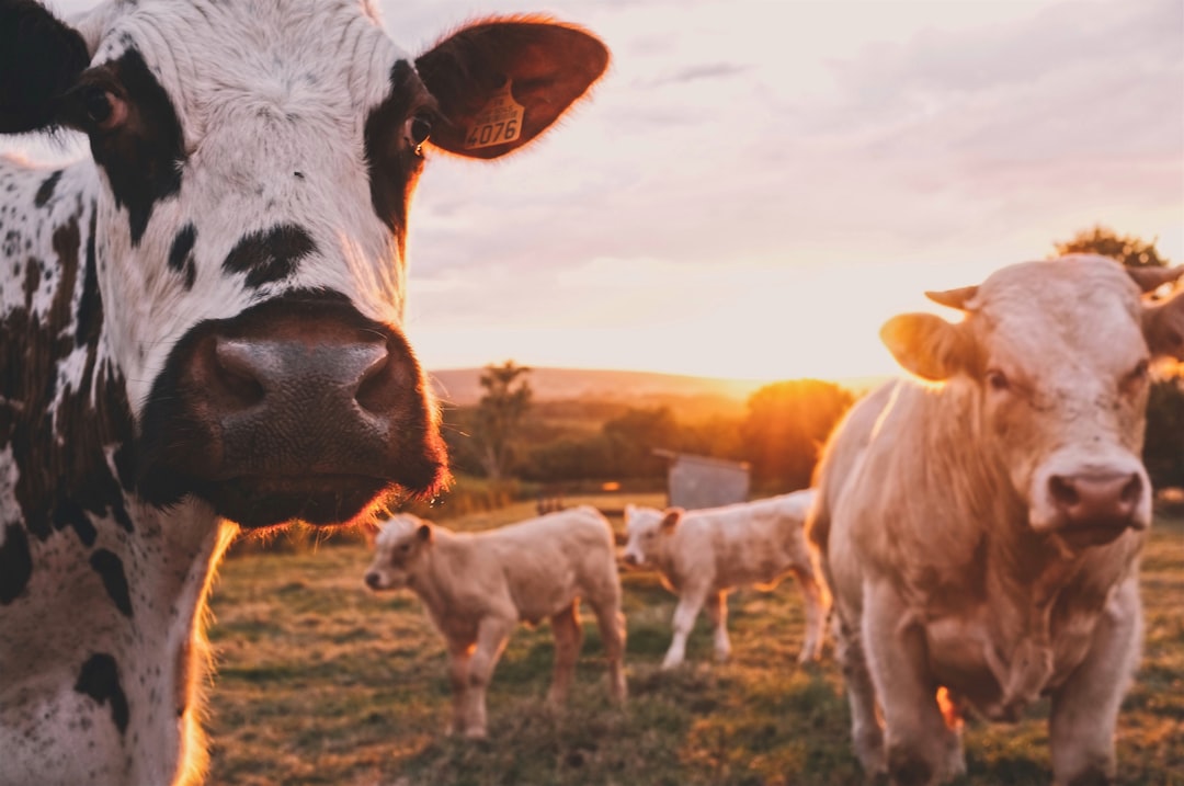 Heatwaves Are Shrinking Dairy Production (image credits: unsplash)