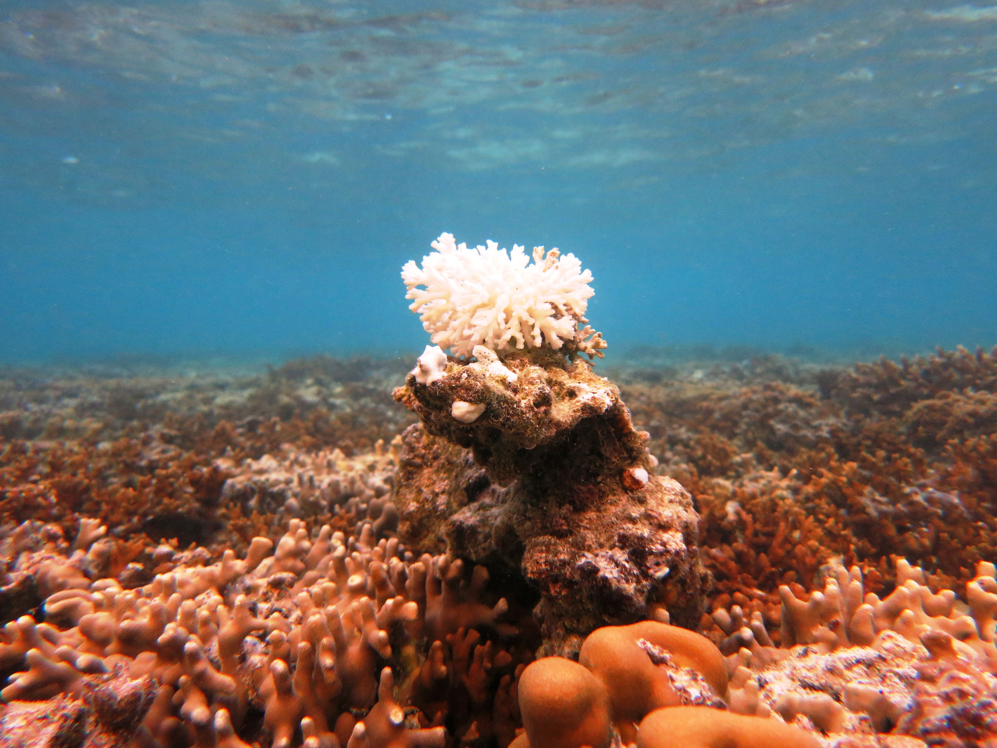 Holding Out for Survival (image credits: wikimedia)