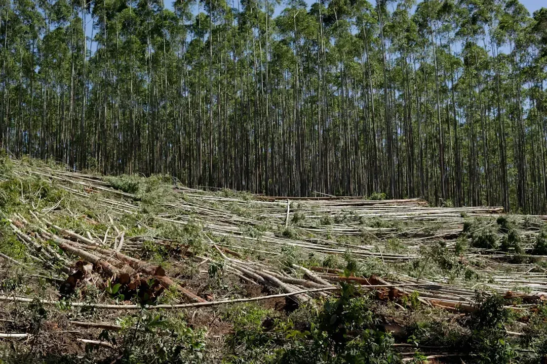 8. Natural Forests and Carbon Storage: The Climate Equation (Image Credits: Unsplash)