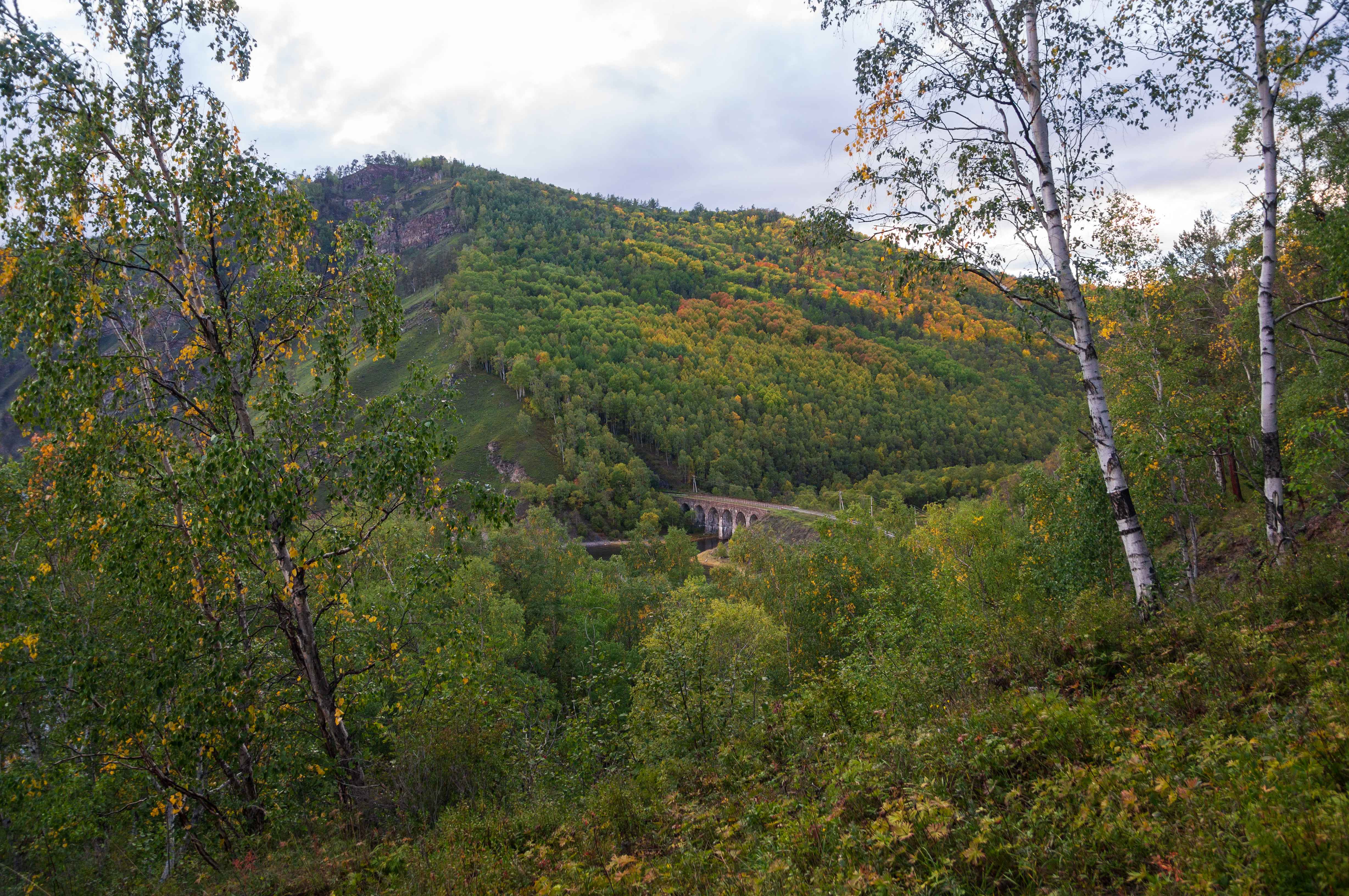 Russia: The Giant of Forests (image credits: wikimedia)