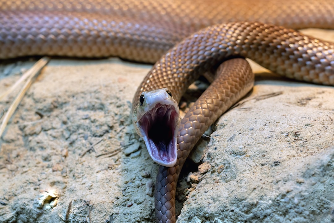 Eastern Brown Snake - Australia's Deadly Neighborhood Menace (image credits: unsplash)