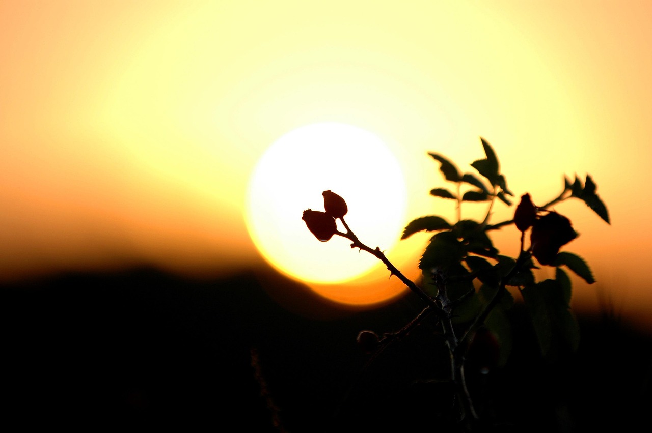 Unexplained Heat Anomalies of 2023 and 2024 (image credits: pixabay)