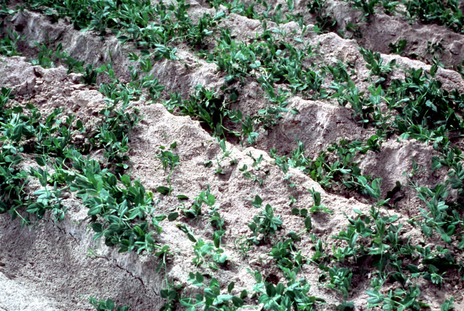 America's Food Supply Would Face Catastrophic Collapse (image credits: wikimedia)