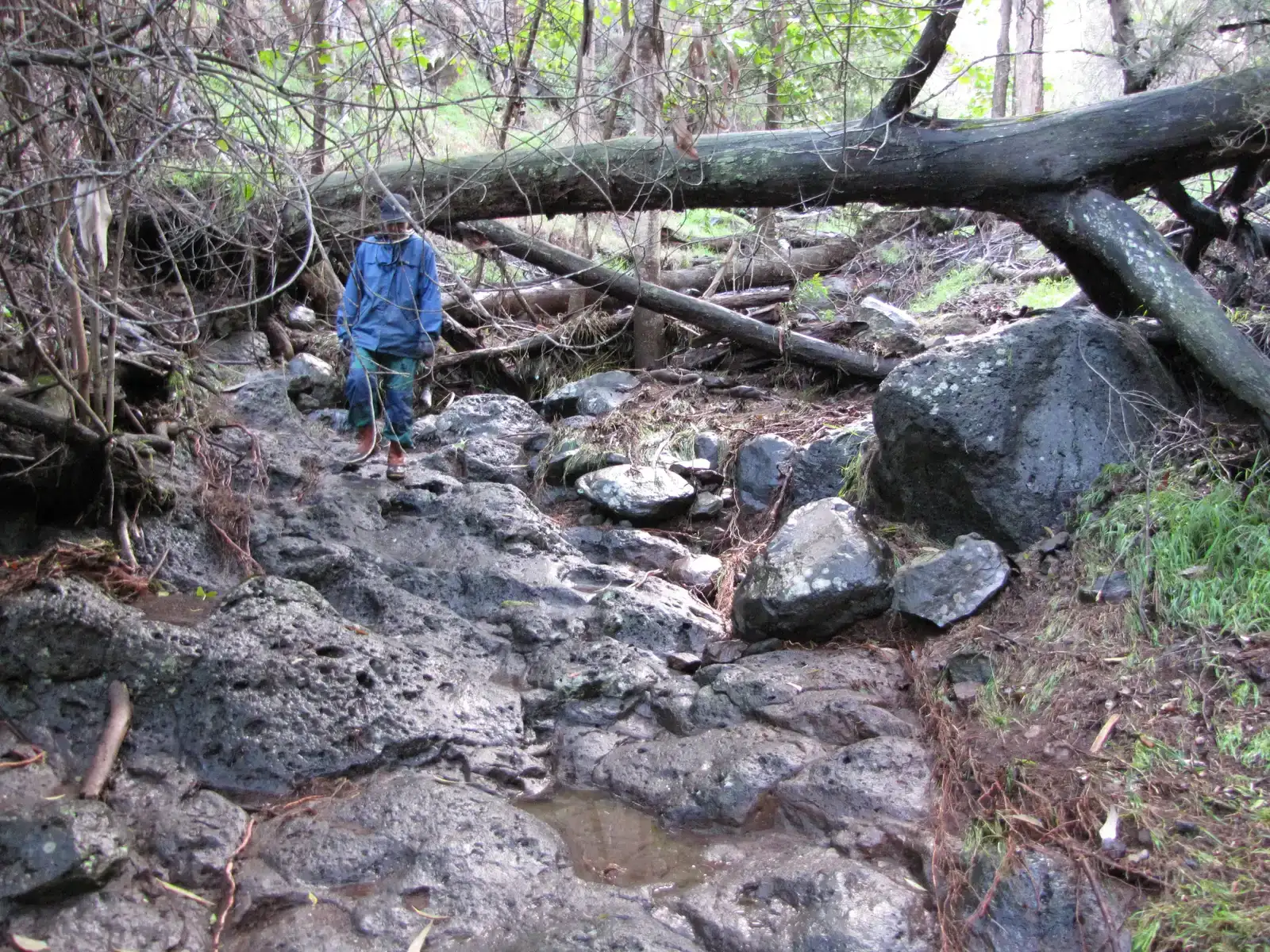 Flash flooding and mudslide risk across the western islands (starr-130222-1858-Eucalyptus_sp-habitat_and_flash_flood_storm_damage_with_Kim-Hawea_Pl_Olinda-Maui, CC BY 3.0 us)